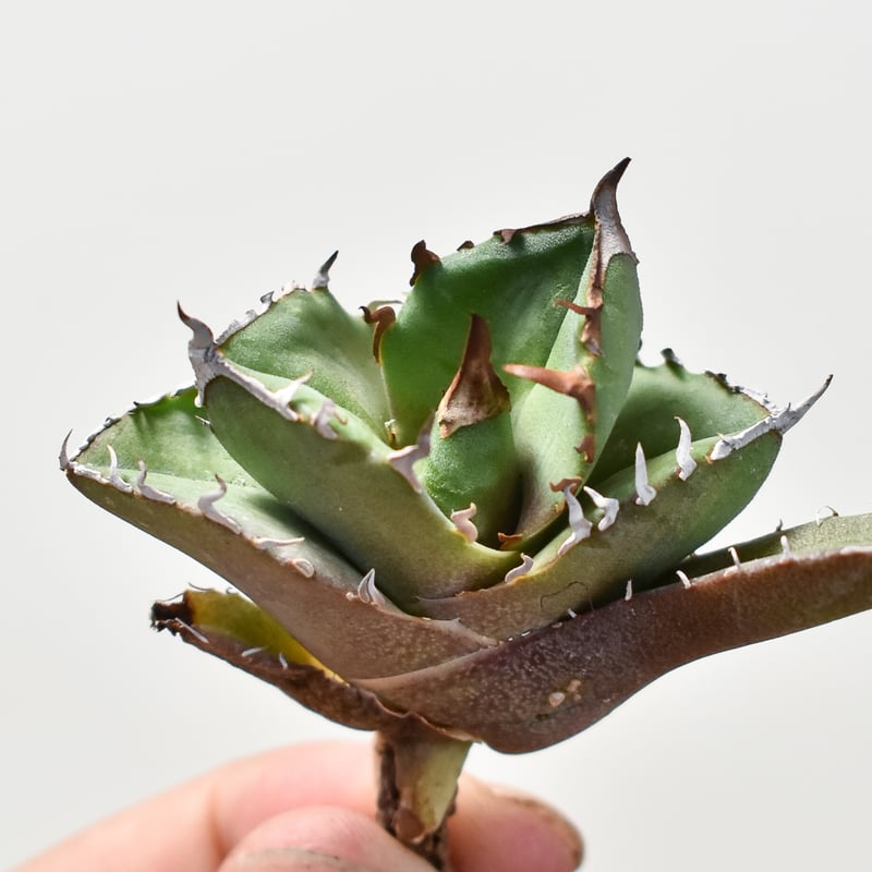 アガベ 鉢植発送 白犀牛 極上血統 限定 子株 DR アガベ 鉢植発送 白犀牛 極上血統 特選子株 DR2 Heartplants