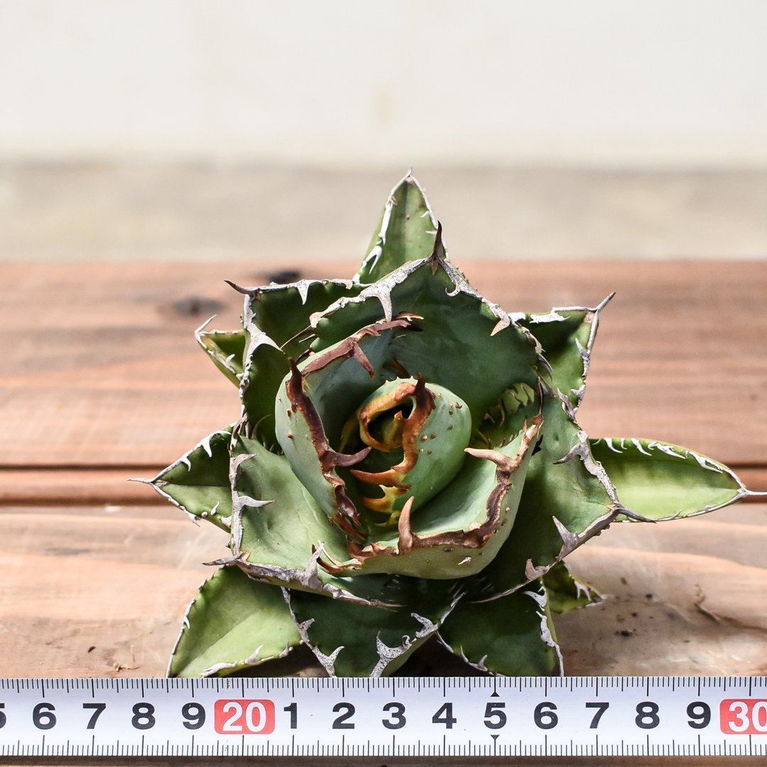 アガベ チタノタ 