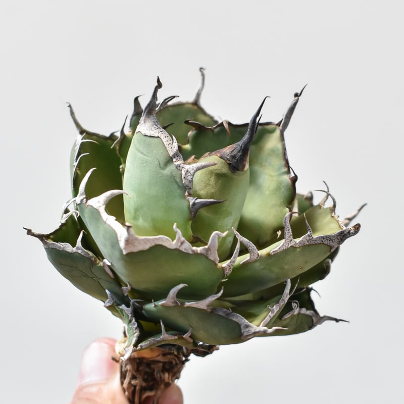 アガベ チタノタ 