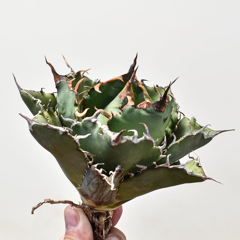 9*6様 【ボール型・特大スペシャル株】アガベ・チタノタ ②/抜き苗発送 ボール型・特大スペシャル株】アガベ・チタノタ /抜き苗発送