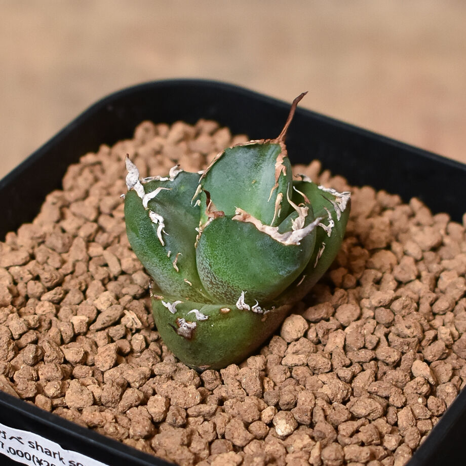 アガベ　シャークソウイ Agave titanota 'sharksoui' ・ ・ ・ sharkの子株入荷です🥰 厳つい