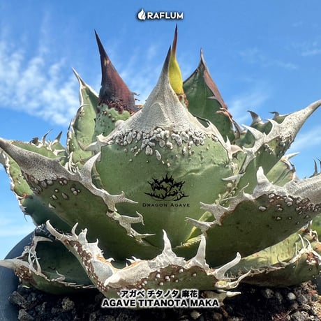 アガベ チタノタ "麻花" 【台湾 dragon agave産/抜き苗/子株】2 DG2401157