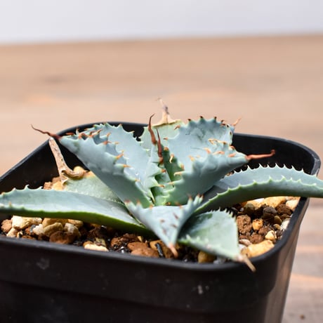 アガベ ハイブリット 日系イシスメンシス×象牙妖炎（陽炎エボリ）【台湾botanical_seeker産】RF25011365