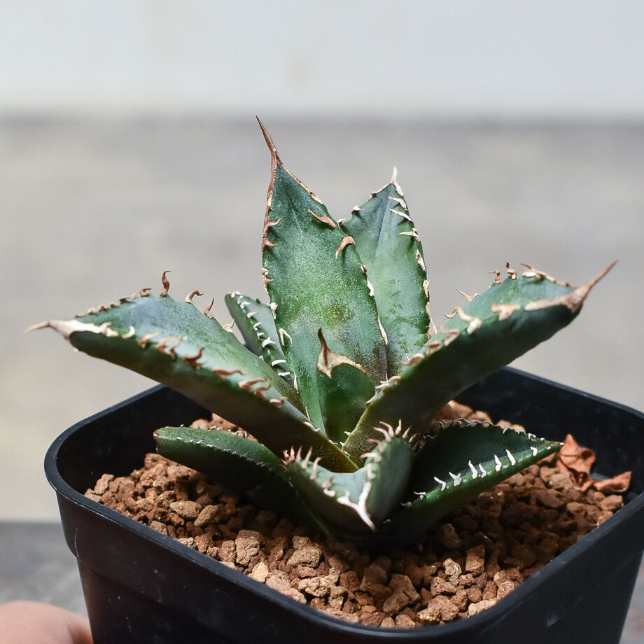 アガベチタノタ台湾産ホワイトファイヤー子株