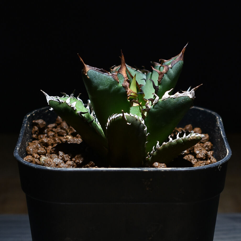 アガベ チタノタ 