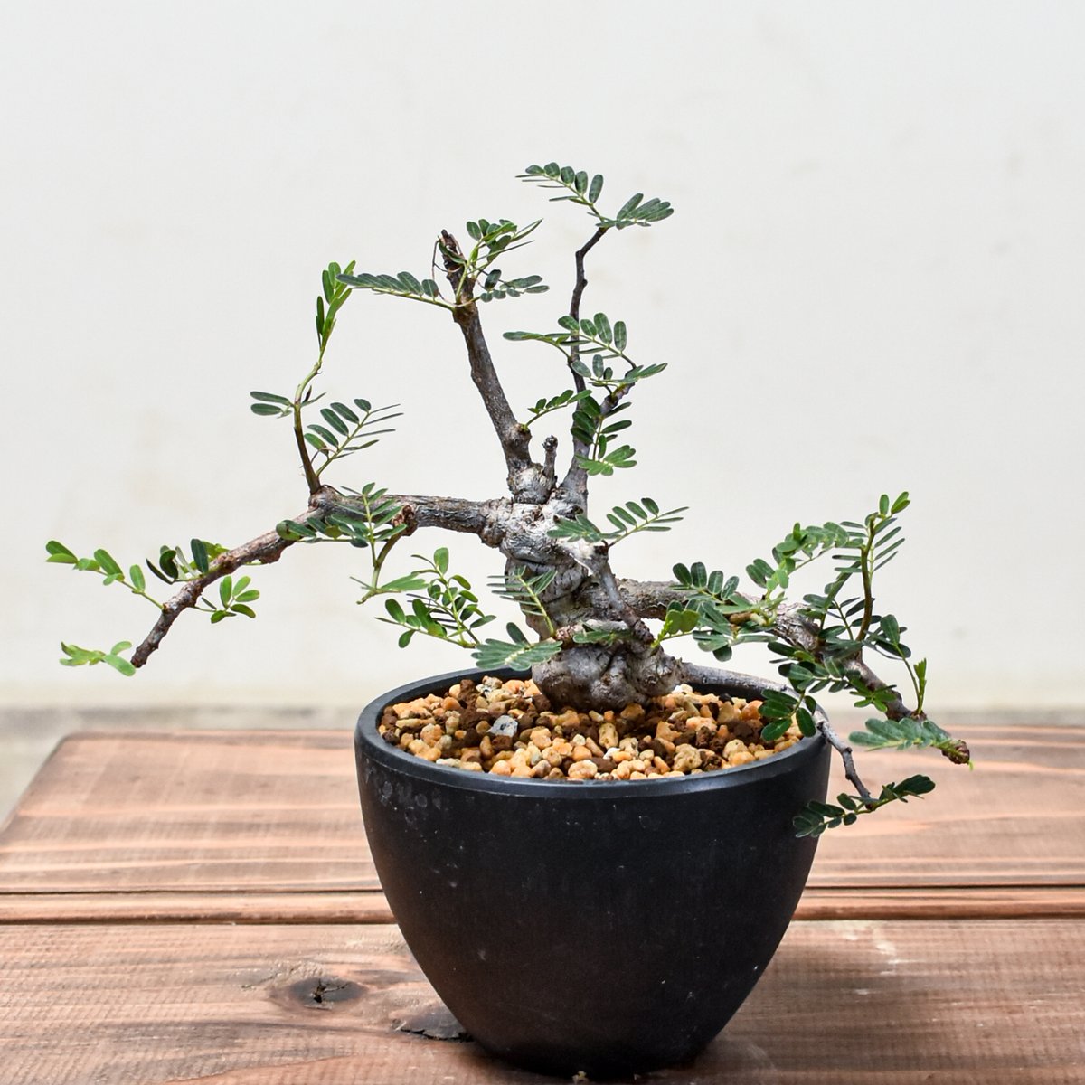 アンジーさん専用センナ メリディオナリス10 センナ メリディオナリス 【発根済み】GM2400667 | RAFLUM