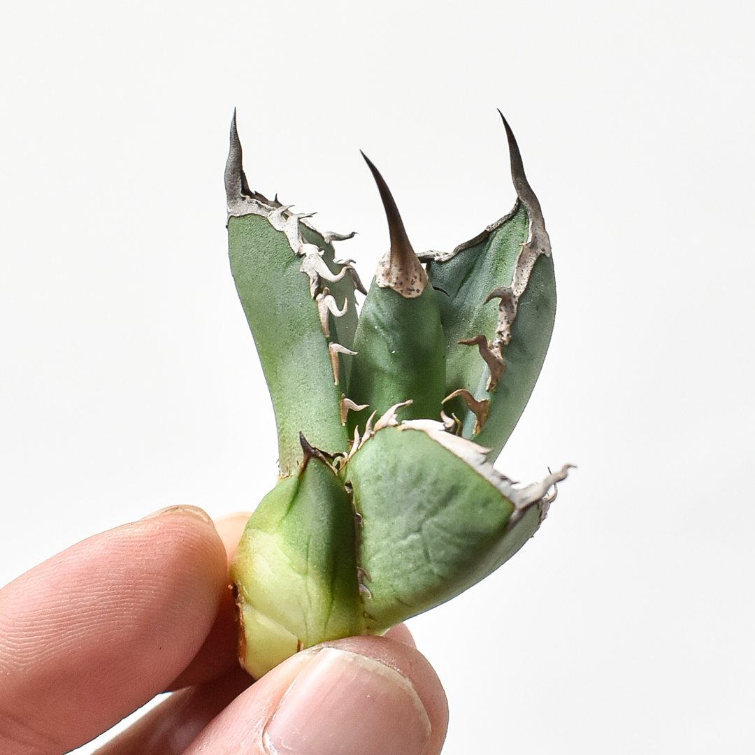 アガベ チタノタ 