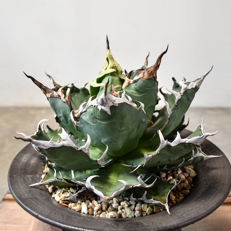 【親株】アガベチタノタ　猟豹　チーター　ドラゴンアガベ産 アガベ チタノタ チーター 