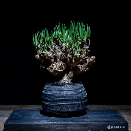 Ramat Planter #291× チレコドン レティキュラータス 万物想 チレコドン レティキュラータス 万物想 チレコドン