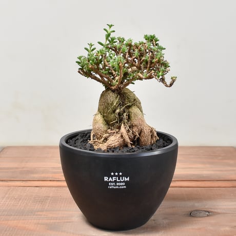 トリコディアデマ ブルボスム "姫紅小松" 【長谷川園芸産 / 実生】RF232168(T)