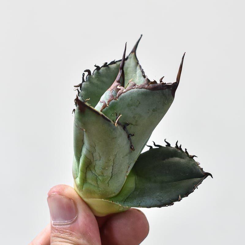 アガベ チタノタ スペード 