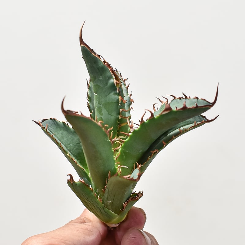 親株】アガベチタノタ 猟豹 チーター ドラゴンアガベ産 アガベ