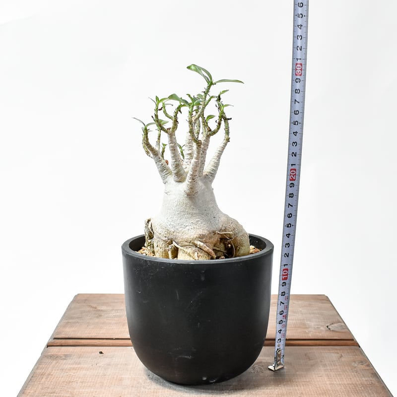 アデニウム アラビカム【発根済み】GM2400661(T) | RAFLUM / ラフラム