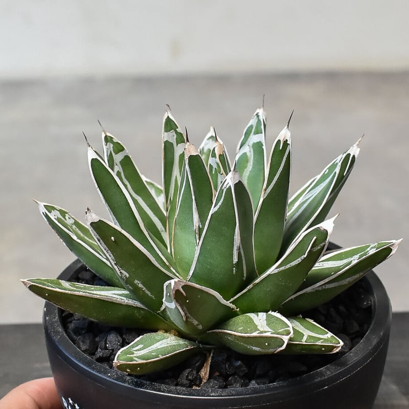 アガベ　ヴィクトリアレジーナ　笹の雪　サンキング　極上美株 特選 アガベ ヴィクトリアレジーナ サンキング 笹の雪 極上美株