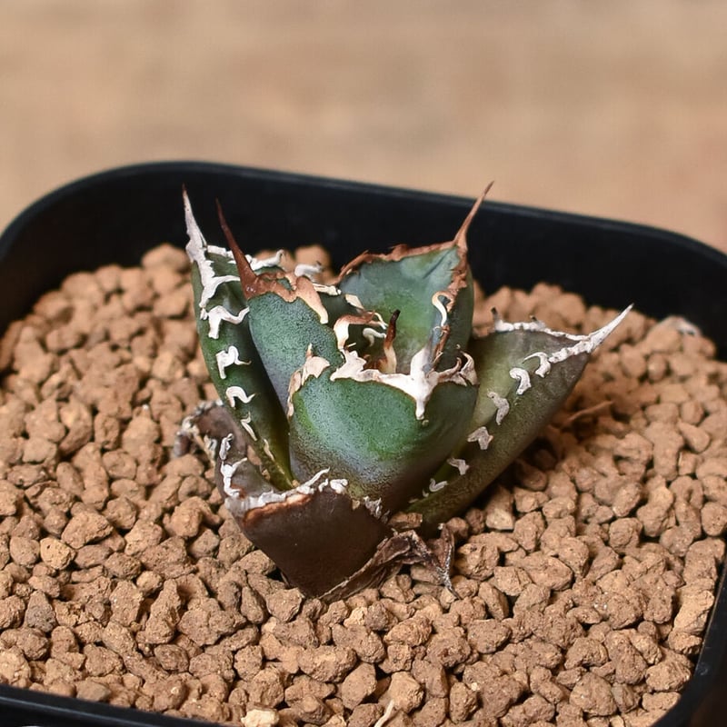 アガベ チタノタ sharkshoui シャークソウイDennis020 千鳥影 Yahoo!オークション - アガベ チタノタ シャークソウイ仔株/千鳥