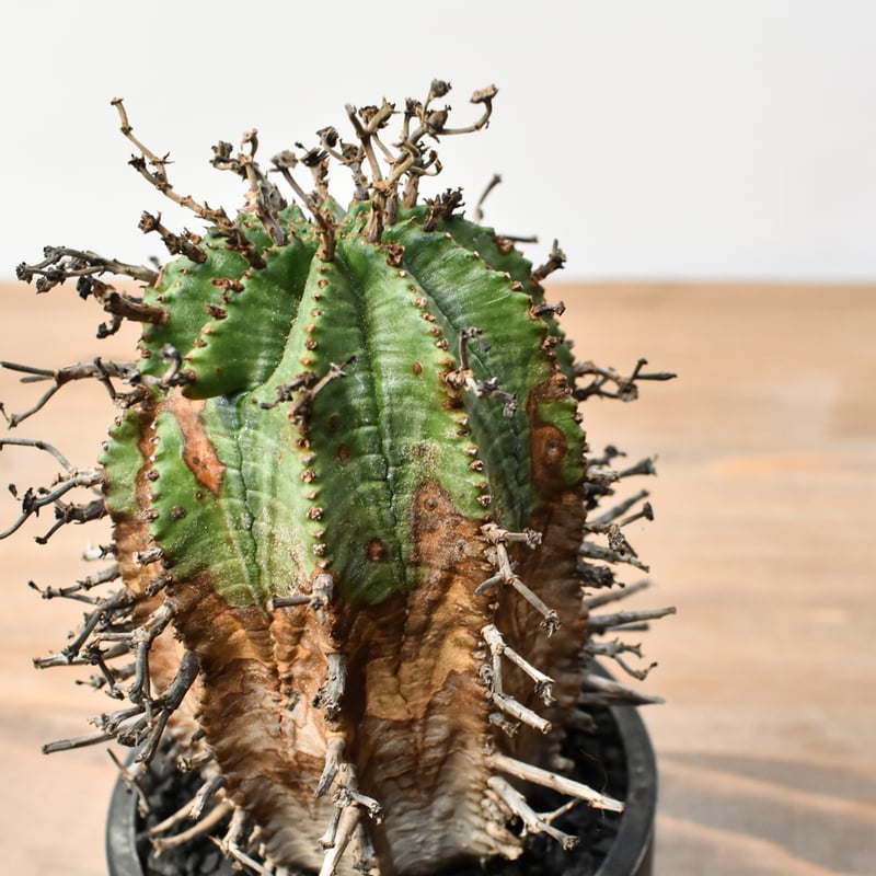 ユーフォルビア オールドスーパーバリダ 