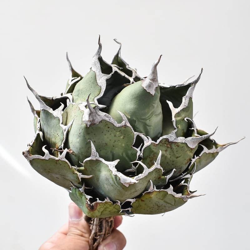 Agave アガベ チタノタ オテロイ 白鯨 台湾産 発根済み アガベ