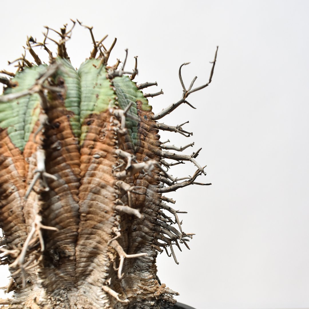 ユーフォルビア オールドスーパーバリダ 