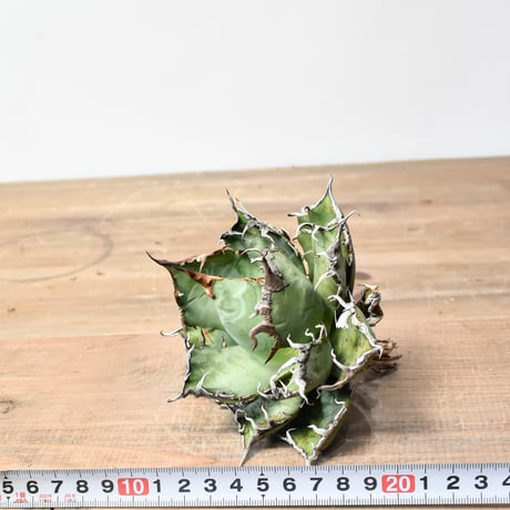 アガベ チタノタ 精品シーザー / 精品凱撒  【台湾 dragon agave産/中株/抜き苗】B80