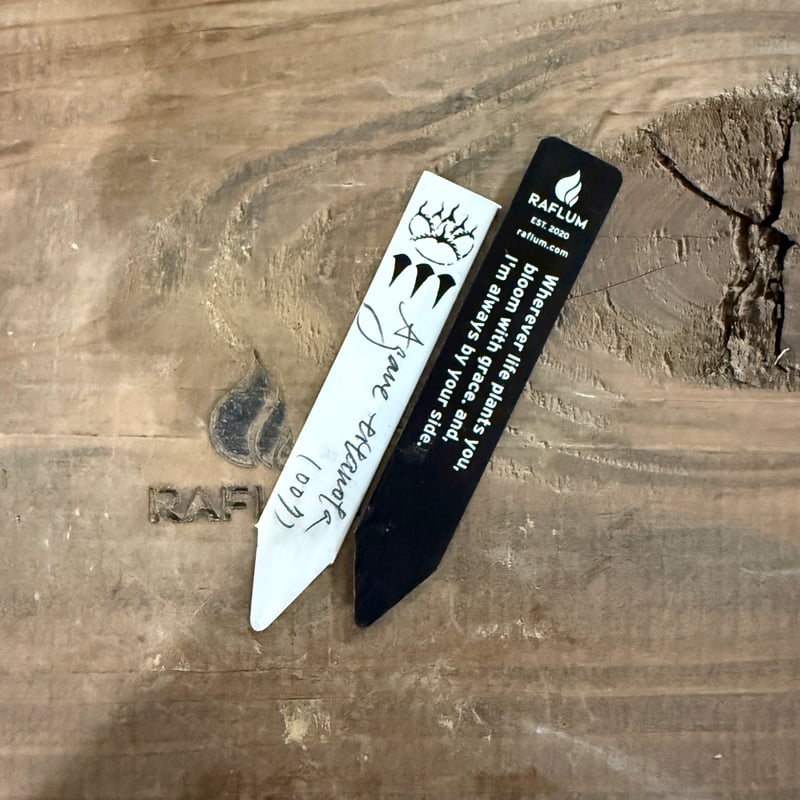 アガベ チタノタ DENNIS007【台湾 DENNIS007産/発根済み/中株】A DG2