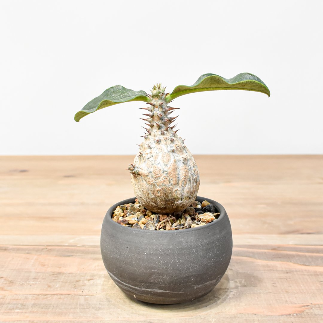 パキポディウムウィンゾリー　実生　吉園芸 吉園芸】パキポディウム ウィンゾリー 【実生】C RFKI25011306 | RAFLUM