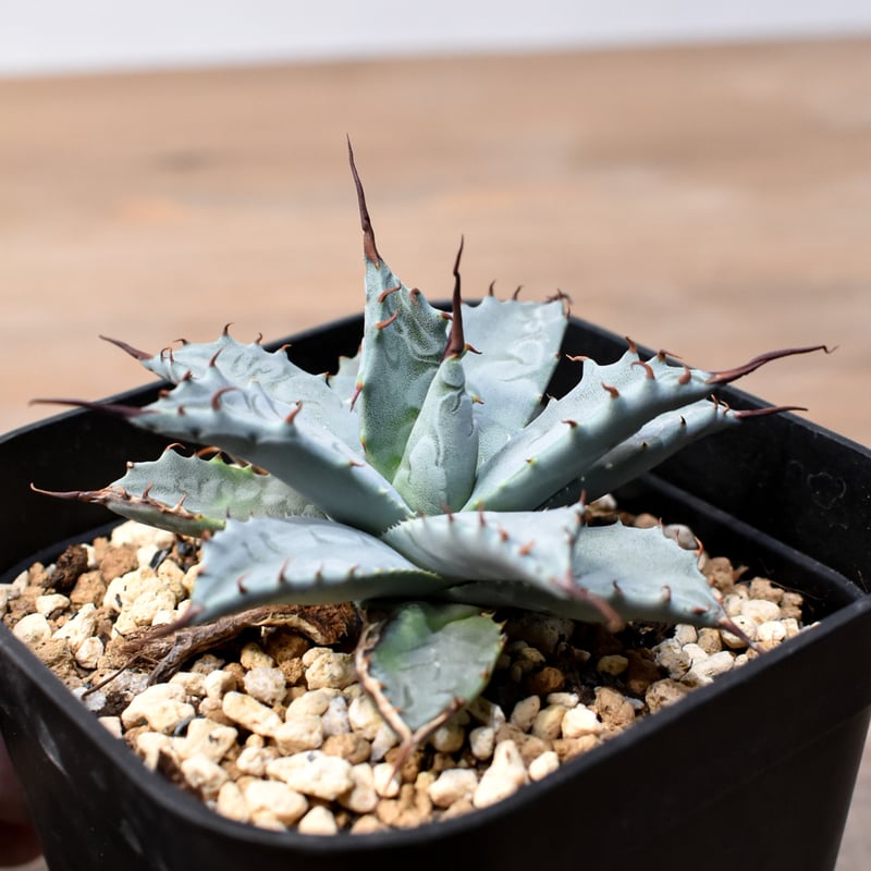 アガベ 妖炎×ブラックアンドブルー エボリスピナハイブリッド 発根済 鉢込 アガベ 妖炎×ブラックアンドブルー エボリスピナハイブリッド 発根済