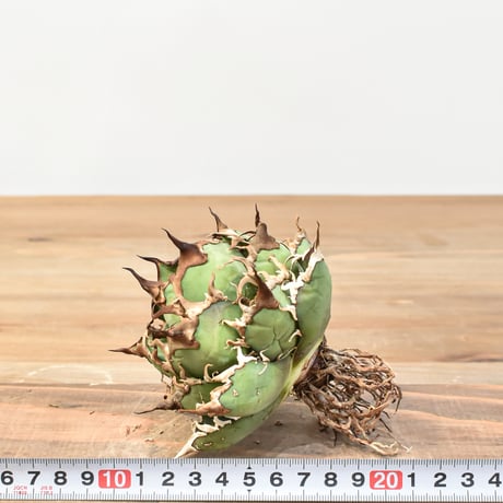【5CLAW】アガベ チタノタ シーザー / 精品凱撒 【台湾 dragon agave産/中株/抜き苗】RFDG25010971(T)