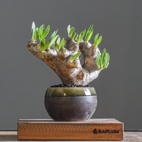 pachypodiumbrevicaly | STORES