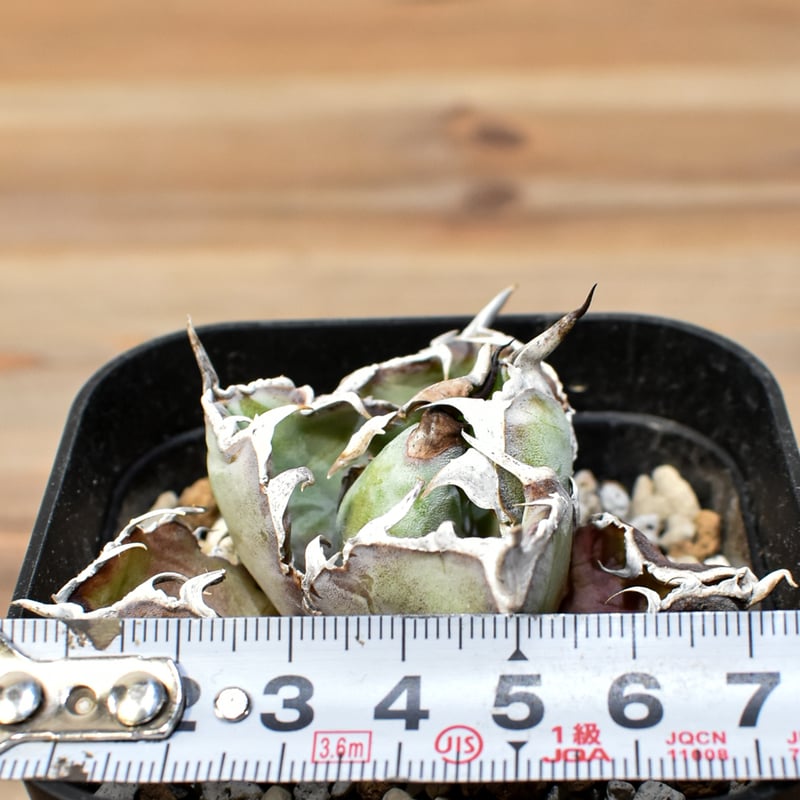 アガベ チタノタ ブラックアンドブルー / BB 藍球 【台湾 dragon