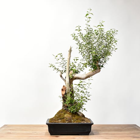 オリーブ古木　今週末まで NH X N/OH . PLANT-1~7 // APR.29 // ⁡ 樹齢約200年の古木