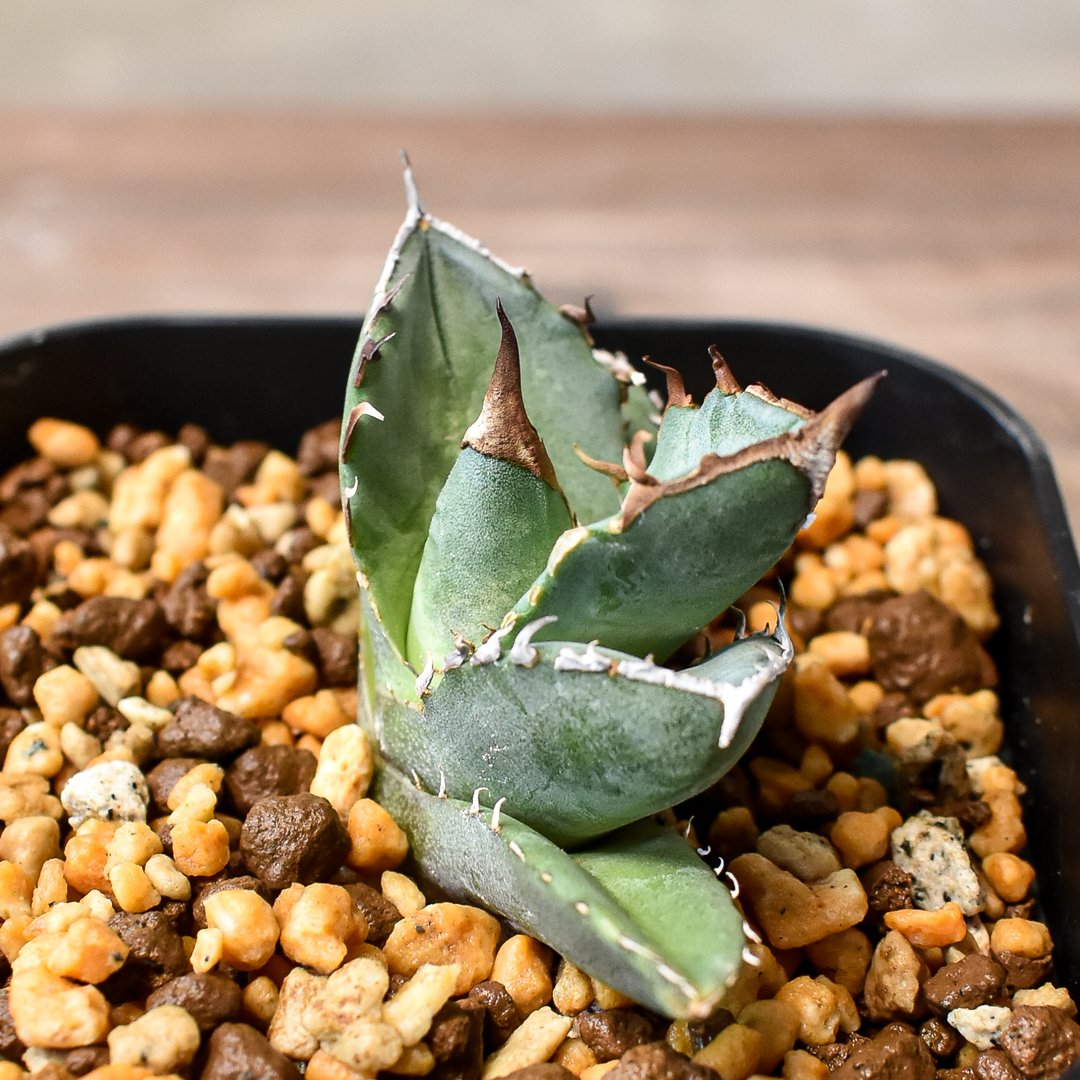 アガベ チタノタ 