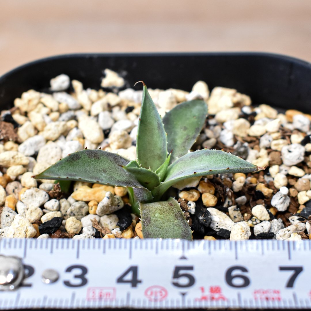 アガベ ハイブリット 