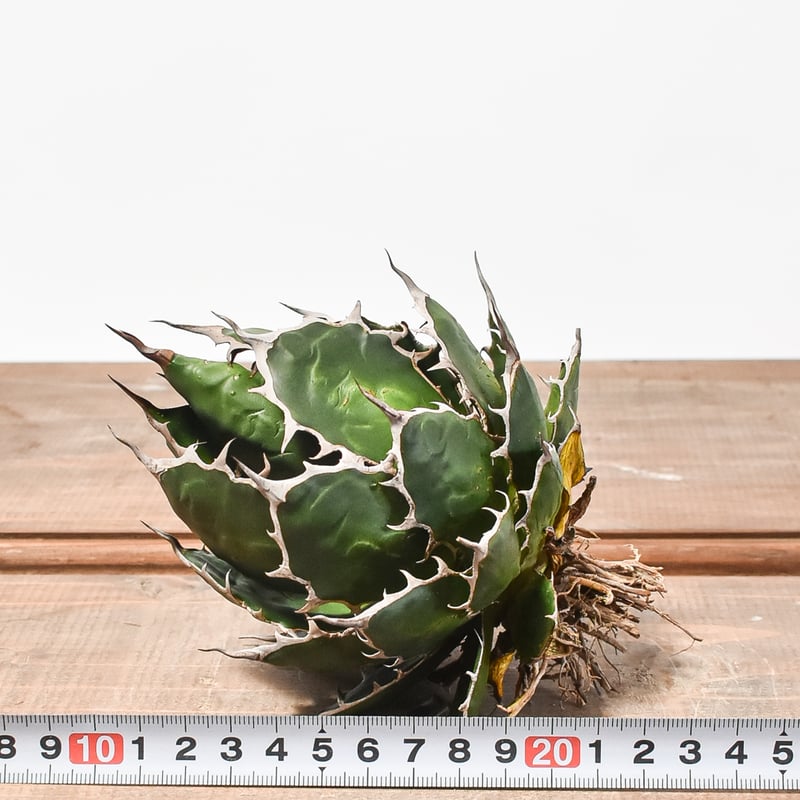 特大　アガベ　ホリダ　強刺タイプ　現地株　発根済み　選抜個体　鉢のまま発送 アガベ ホリダ発根済み強棘コレクション株