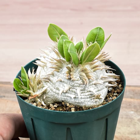パキポディウム レイコキサンツム "白花 恵比寿笑い"【実生】　RFHK-062