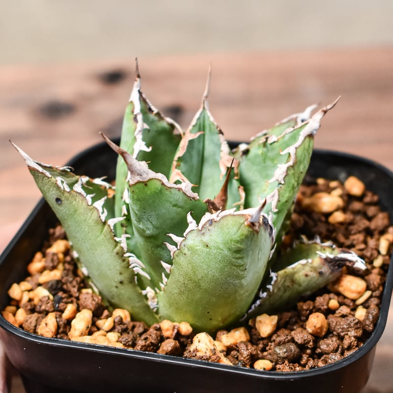 アガベ 狂刺夕映 ソーラーエクリプス多肉植物 観葉植物 アガベ チタノタ 狂刺夕映 ソーラーエクリプス 【公式通販】