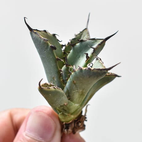 バナナシェイク　アガベ　シエラ系　子株セット バナナシェイク様 専用 アガベ シエラ系 子株セット - メルカリ