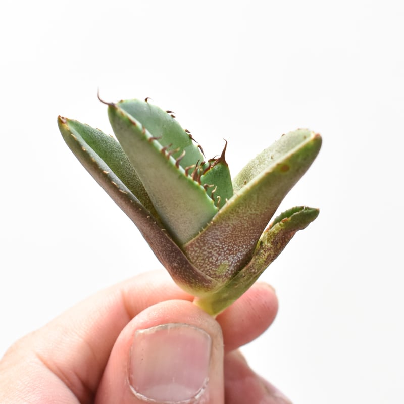 アガベ チタノタ 