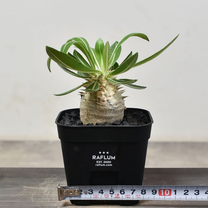 まるさん専用恵比寿大黒 扁平型 デンシカウレ 輸入株 まるさん専用恵比寿大黒 扁平型 デンシカウレ 輸入株