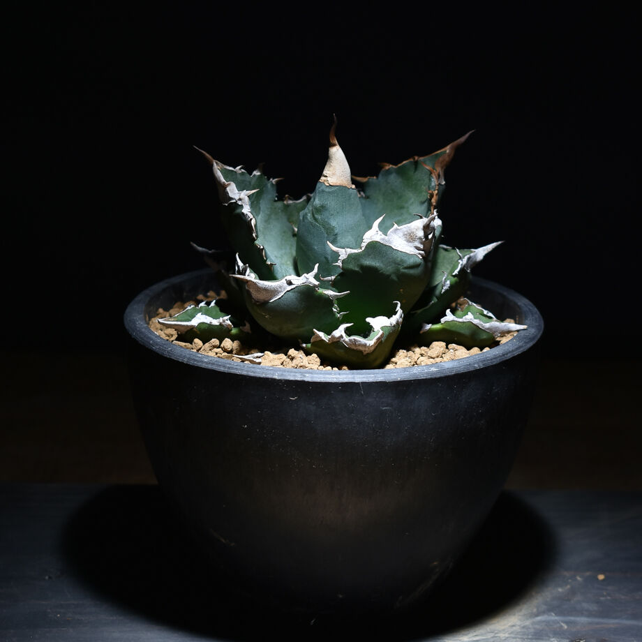 アガベ チタノタ ホワイトファイヤー 