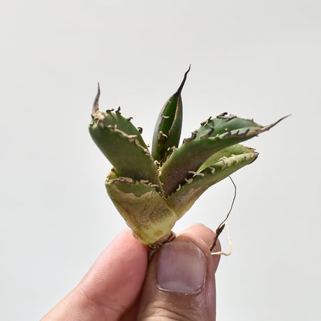 アガベ大鋼牙 | STORES