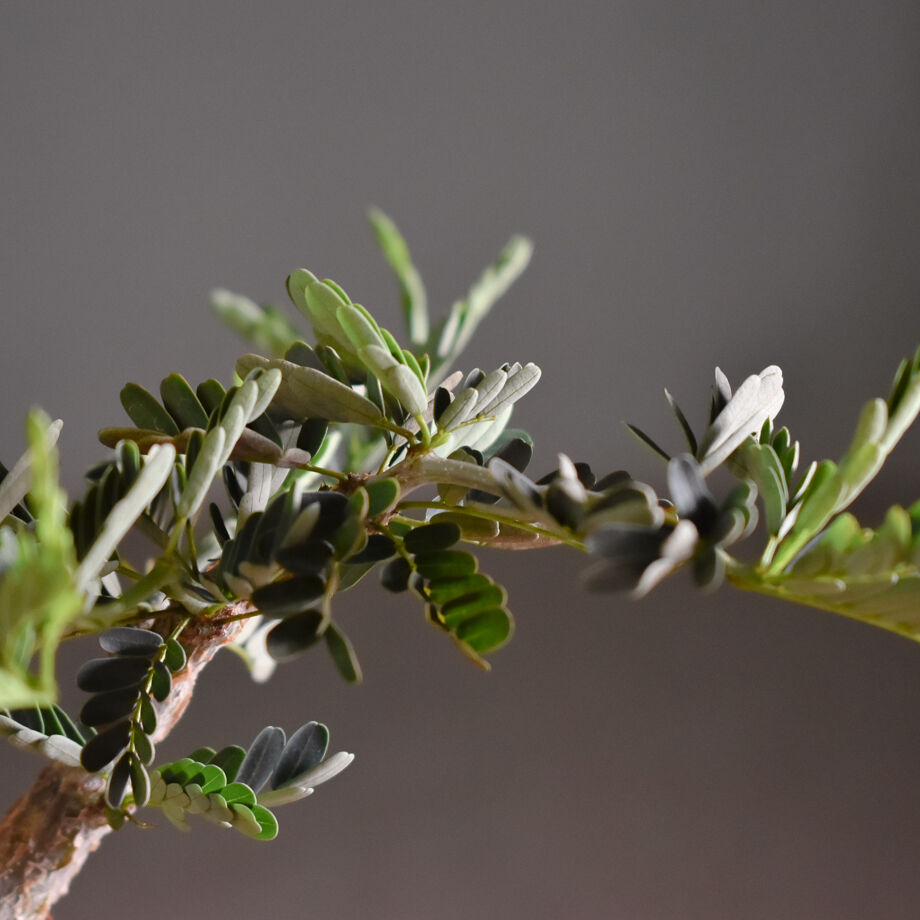 センナ メリディオナリス 【市場価値も高騰中！！盆栽のような雰囲気を