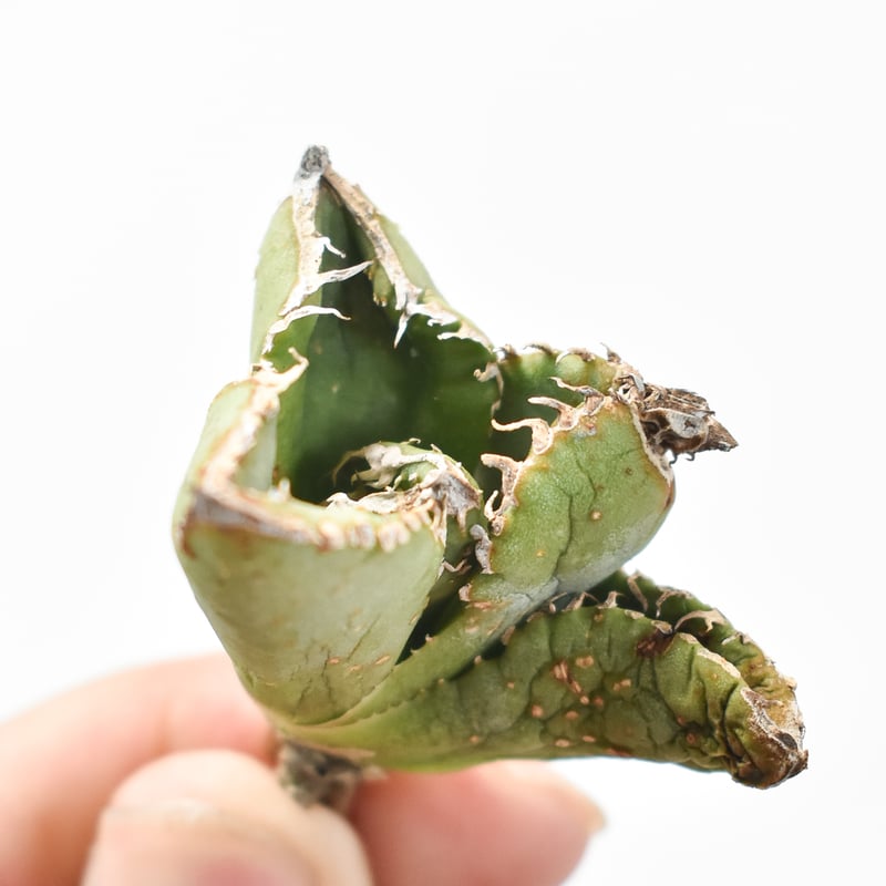 アガベ　麻花　麻花龍　ぶつぶつ　子株 アガベ Green Life 産 麻花 麻花龍 個人輸入品 ブツブツ 子株