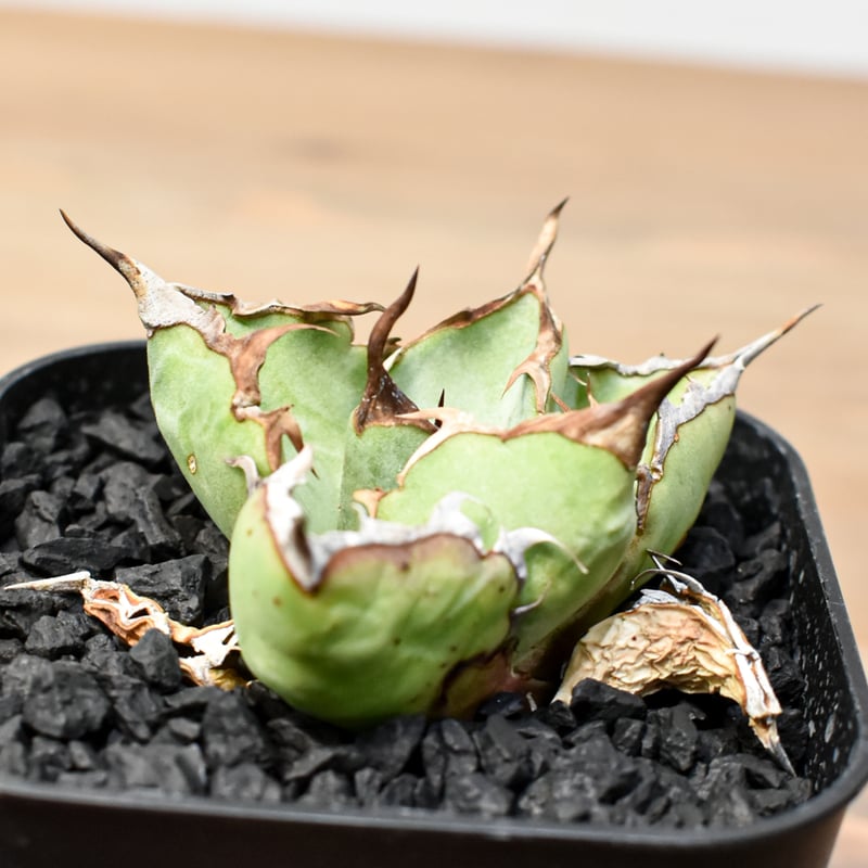 RAFLUM育成株】アガベ チタノタ 