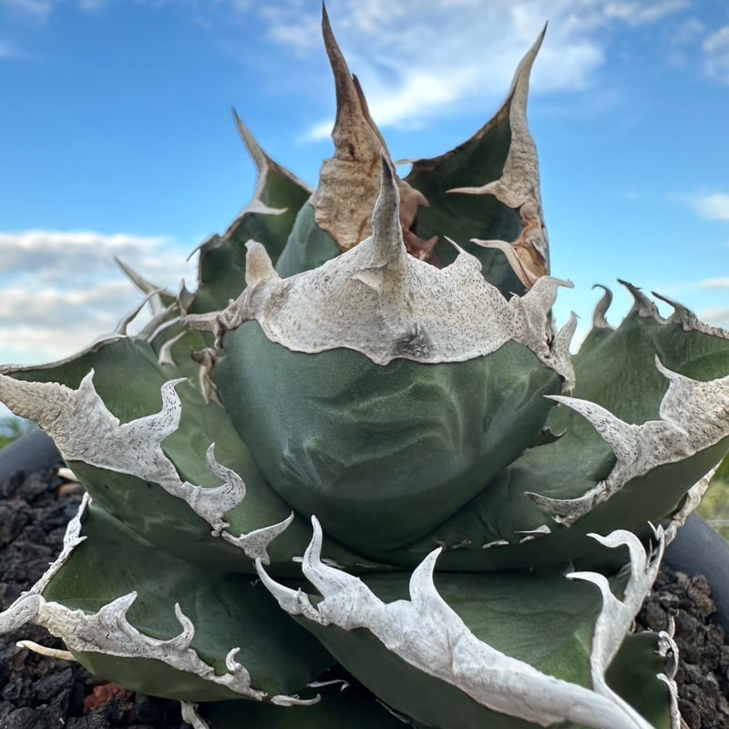 アガベ チタノタ 南アフリカダイヤモンド SAD アガベ チタノタ