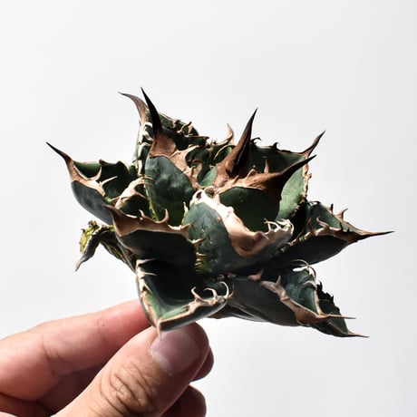 アガベ チタノタ "精品緑犀牛"   【台湾 dragon agave産/中株/抜き苗販売】C21