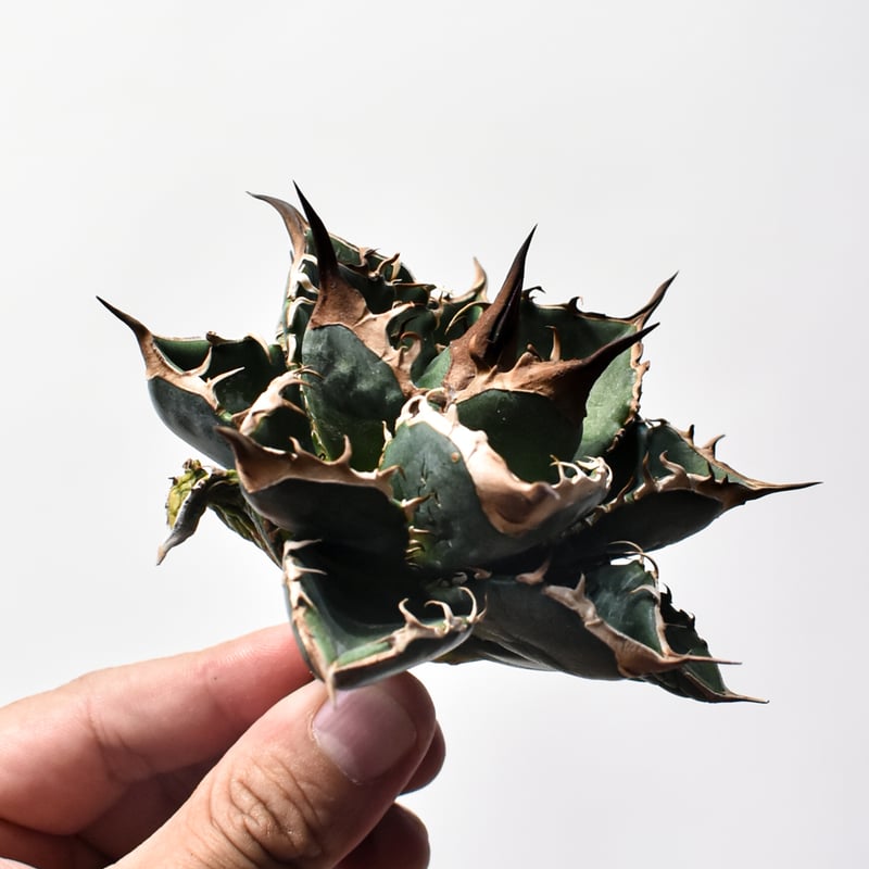 アガベ　緑犀牛　中株 🌿 Agave titanota '緑犀牛' ① 📌育成記録 画像を👈左にスワイプ