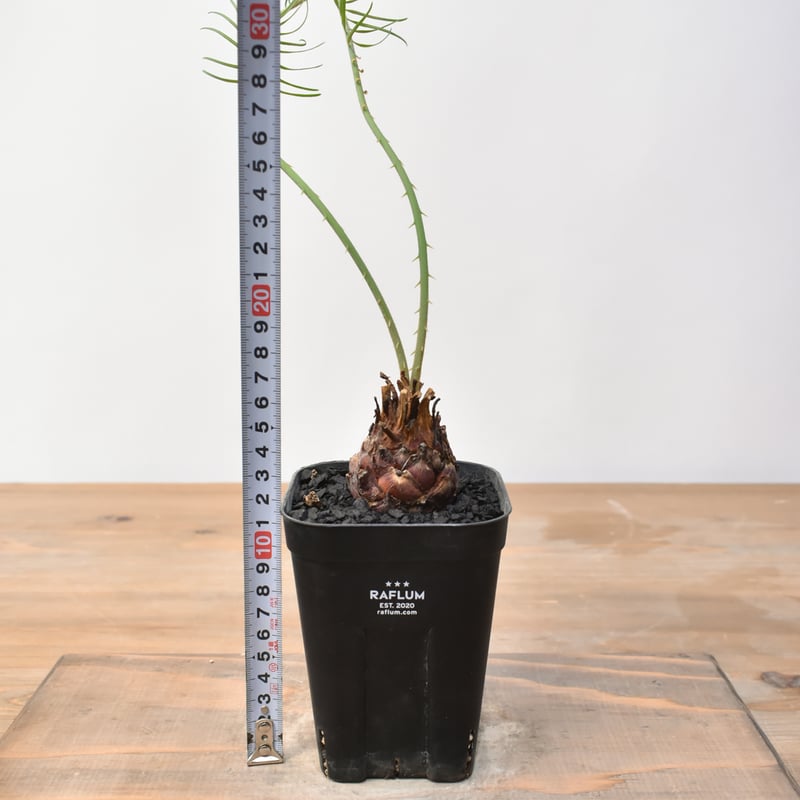 サイカス カイルンシアナ 【実生】RF25011360 | RAFLUM / ラフラム