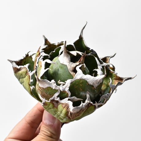 CATEGORY チタノタ 白鯨 | RAFLUM / ラフラム｜東京、大阪の塊根植物