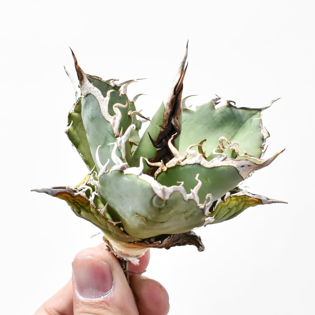 国内実生最高峰】アガベ オテロイ【OSPセレクト株 / 抜き苗