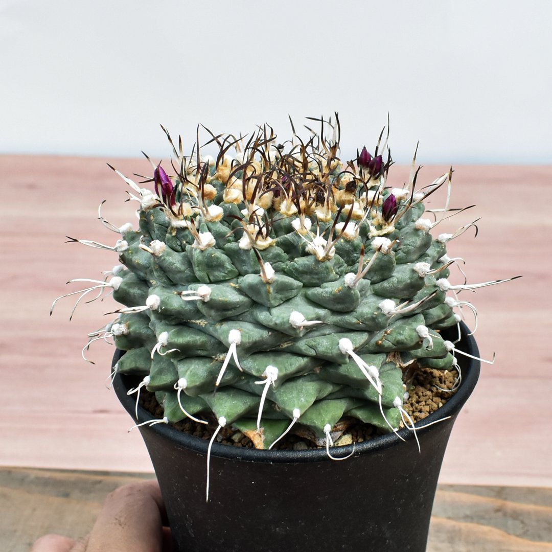 【小疣美形株】アロンソイ　/サボテン 塊根植物 ツルビニカルプス 